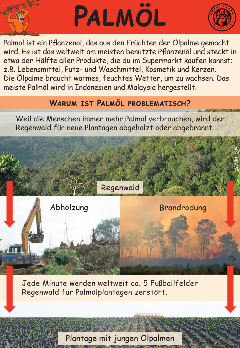 Flyer Palml Kinder Vorderseite