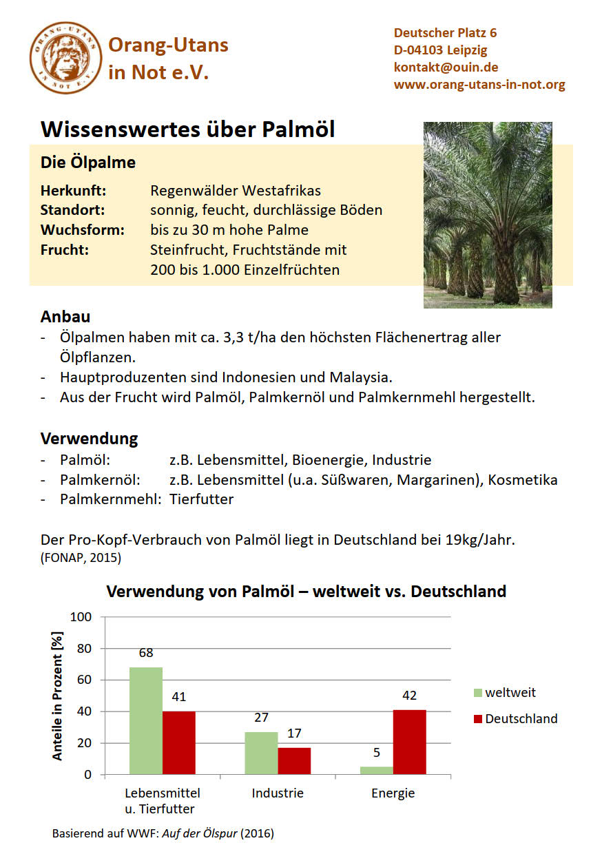 Flyer Palml Vorderseite